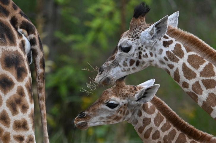 L’Union internationale pour la conservation de la nature (IUCN) a confirmé, ce jeudi 21 août, qu’il n’existe pas une espèce unique de girafe. (Photo d’illustration prise au zoo de Berlin)