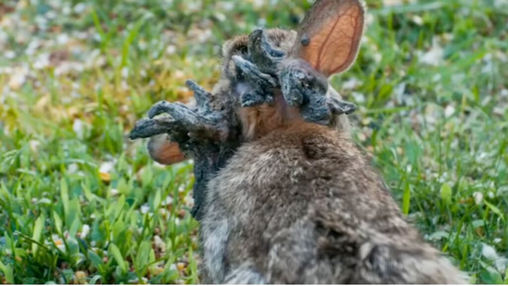Lapin avec le Rabbit shope pappillomavirus // Source : Capture écran vidéo YT @factsfromABHI