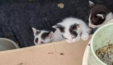 À Vence, une vingtaine de chats sauvés par l'association "Les Chats de Stella", 28 cadavres retrouvés dans un congélateur