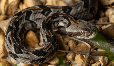 Un randonneur meurt après avoir été mordu par un serpent venimeux qu’il venait de ramasser dans le Tennessee