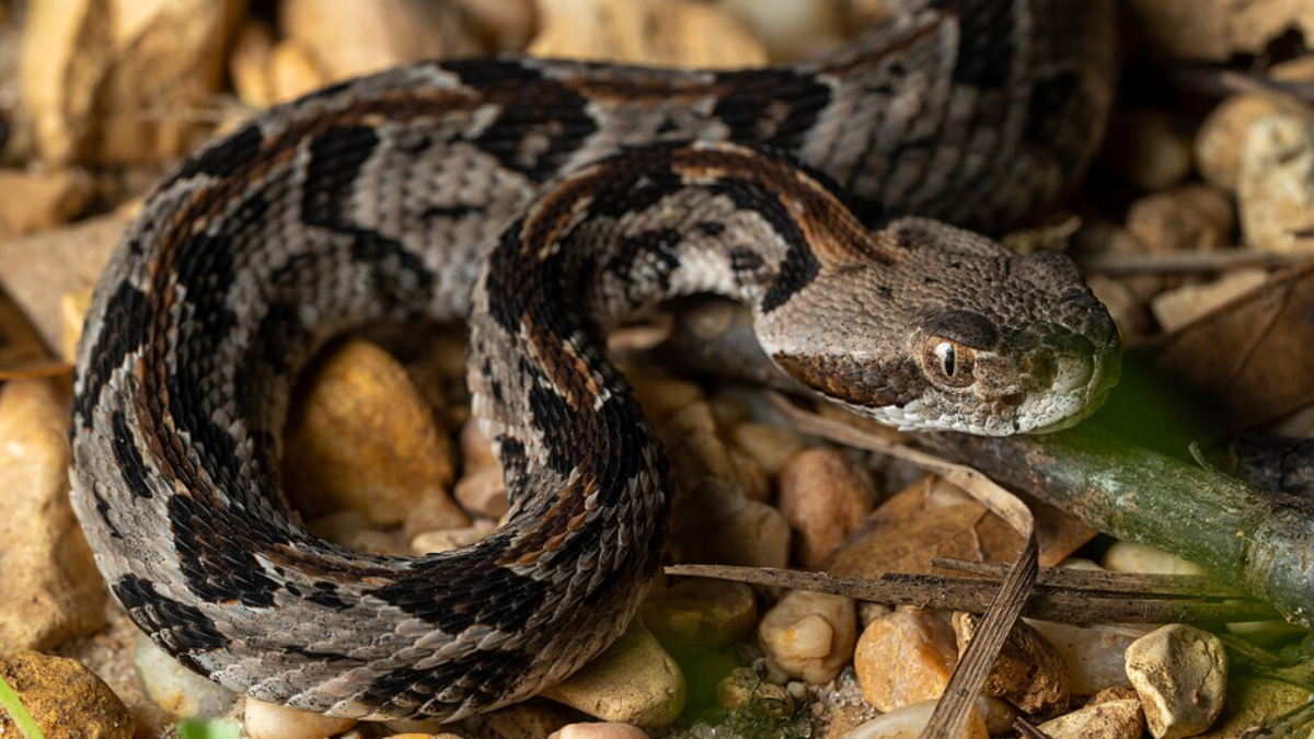Un randonneur meurt après avoir été mordu par un serpent venimeux qu’il venait de ramasser dans le Tennessee