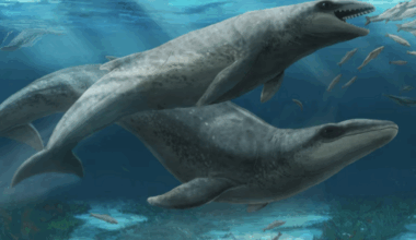 « Trompeusement mignon » : une nouvelle espèce préhistorique, entre « une baleine et un pokemon » découverte en Australie