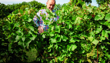 le retour en force des vins d’Île-de-France