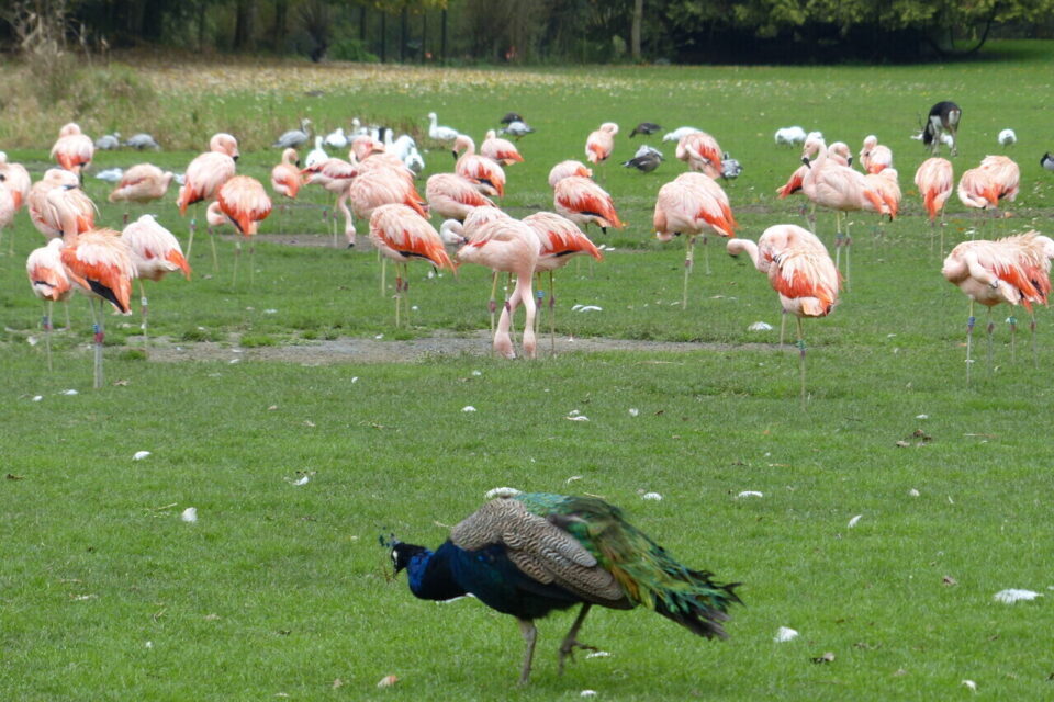 Des flamants roses, des paons... De nombreuses espèces animales ou végétales sont à découvrir au parc de Clères.