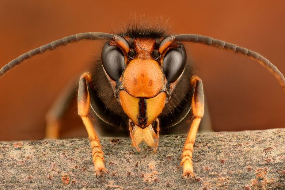 Pourquoi les nids de guêpes et de frelons asiatiques prolifèrent cette année