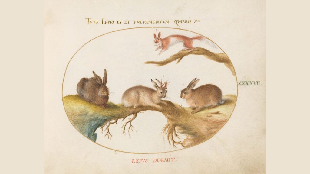 Planche zoologique du XVIe siècle avec un lièvre avec des cornes // Source : Joris Hoefnagel -Wikimédia