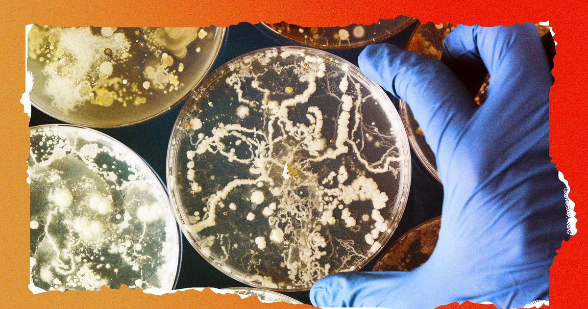 Quand des bactéries artificielles coloniseront la planète sans que rien ne les arrête
