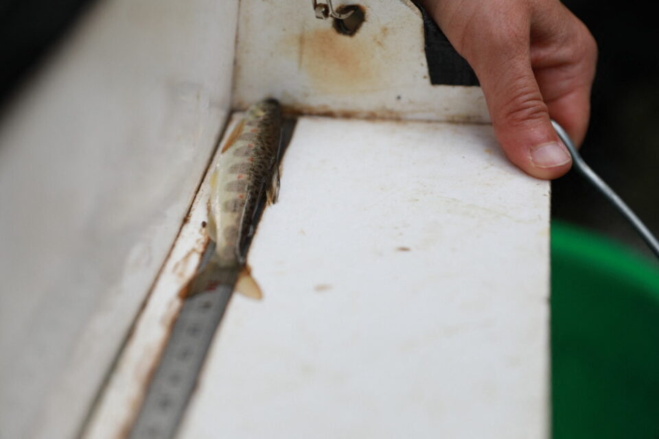 Un tacon d'une dizaine de centimètres capturés par les pêcheurs de la Fédération de pêche d'Ille-et-Vilaine.