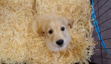 près de Bordeaux, l’organisation d’un salon du chiot crée la polémique