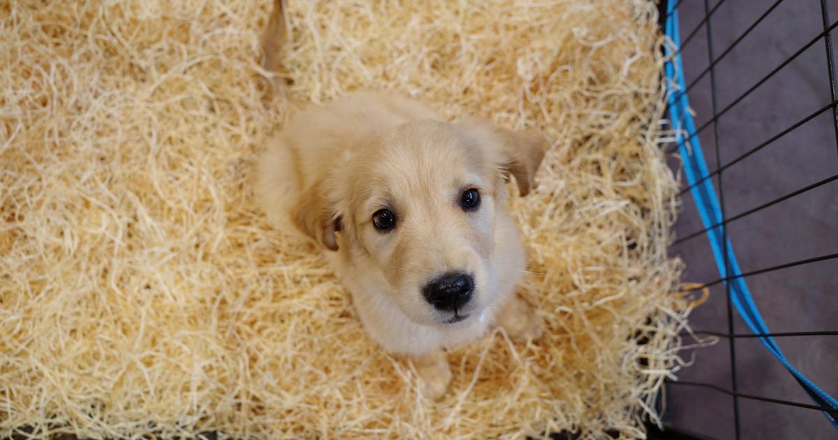 près de Bordeaux, l’organisation d’un salon du chiot crée la polémique
