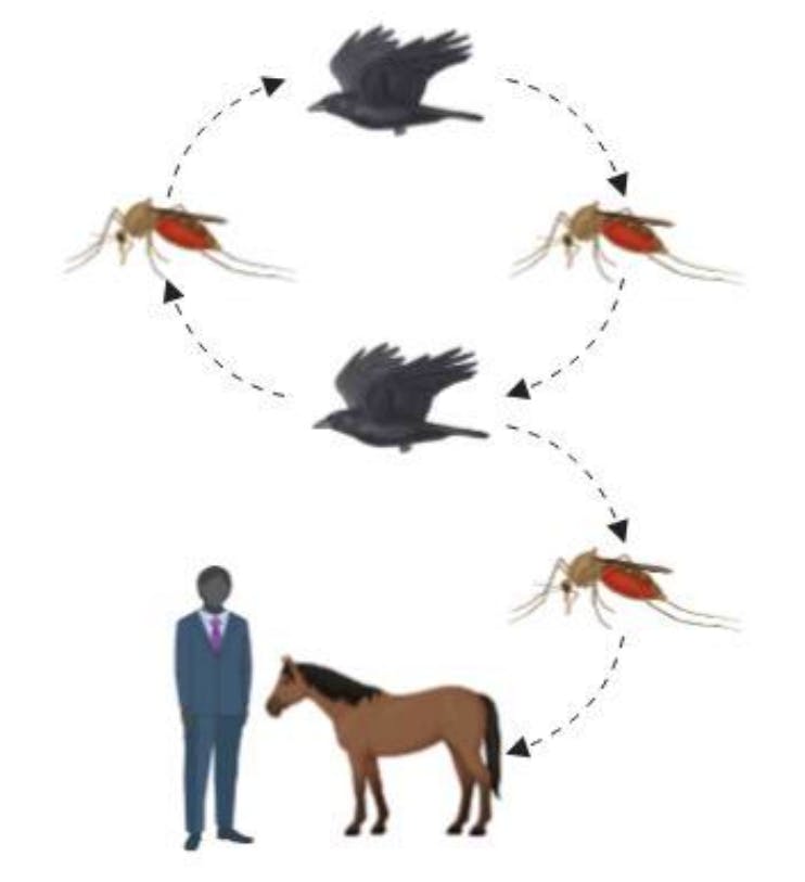Cycle d'infection du virus du Nil occidental.