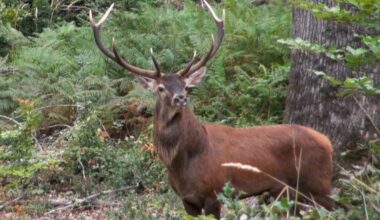 feux de forêt et animaux, peuvent-ils cohabiter ?