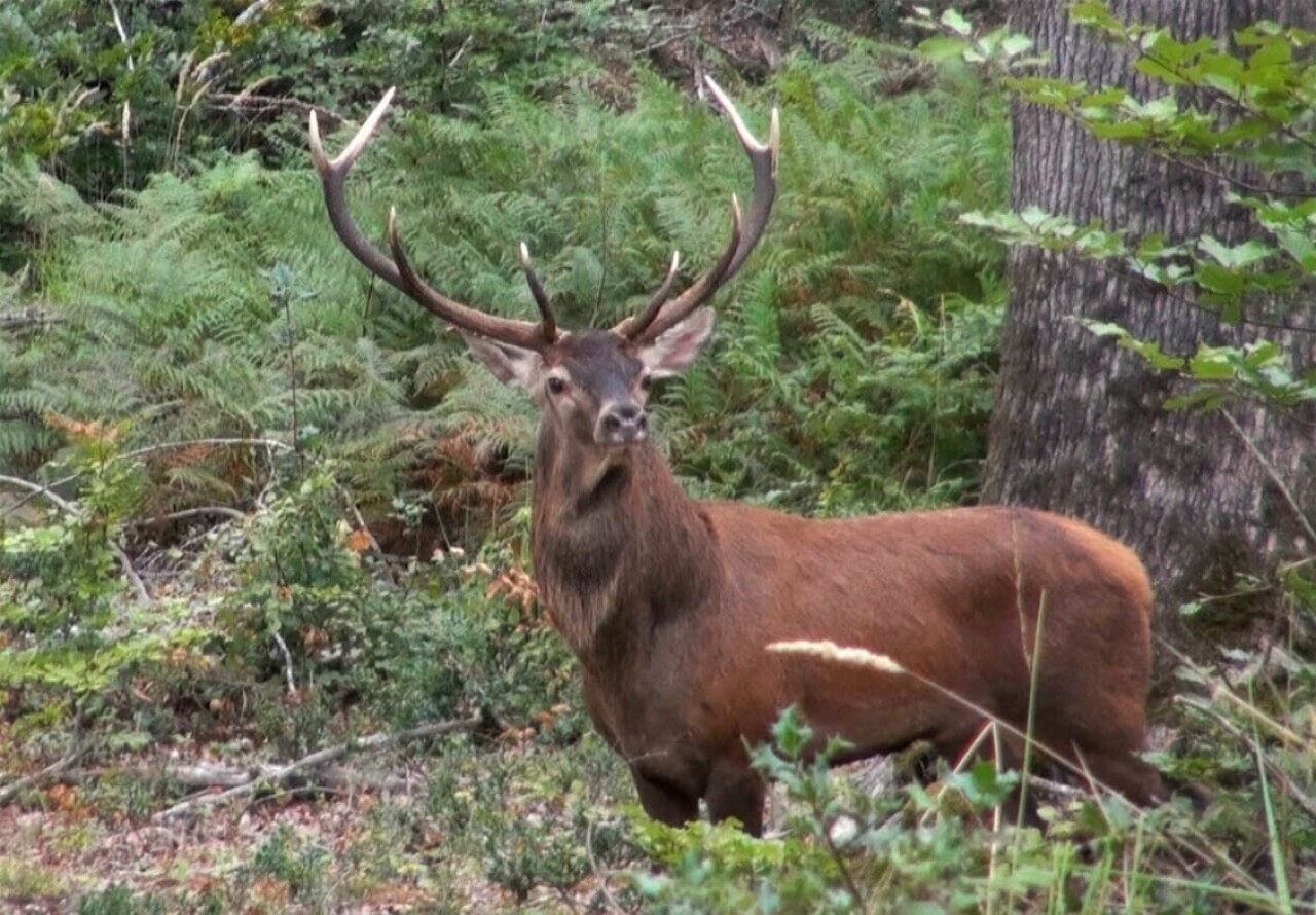 feux de forêt et animaux, peuvent-ils cohabiter ?
