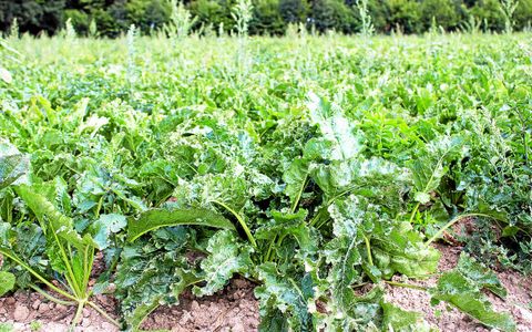Sur la parcelle de Frédéric à Piré-sur-Seiche, l’agriculteur produit un hectare de betteraves sucrières.