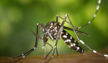un cas de dengue importé détecté à Châtellerault
