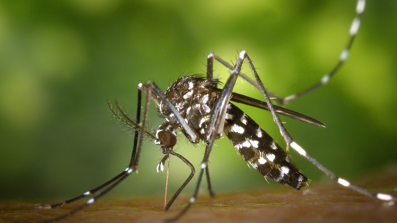 un cas de dengue importé détecté à Châtellerault