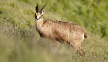 le chamois du parc de la Tête d'Or est en cavale en ville