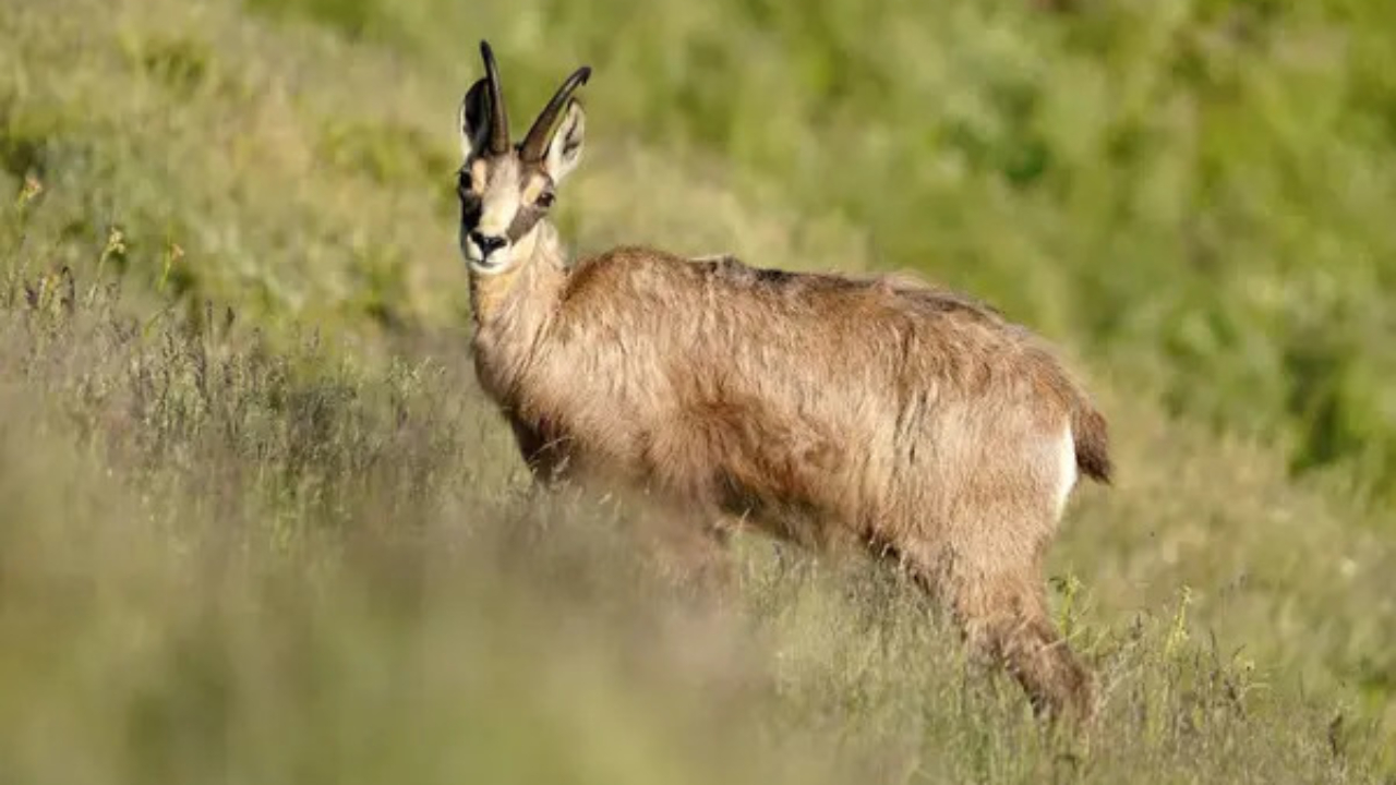 le chamois du parc de la Tête d'Or est en cavale en ville