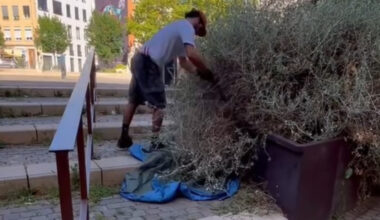le travail de Robin le paysagiste agace les écologistes à Lyon