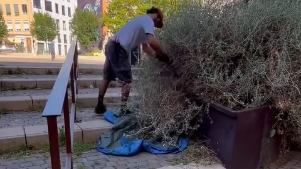 le travail de Robin le paysagiste agace les écologistes à Lyon