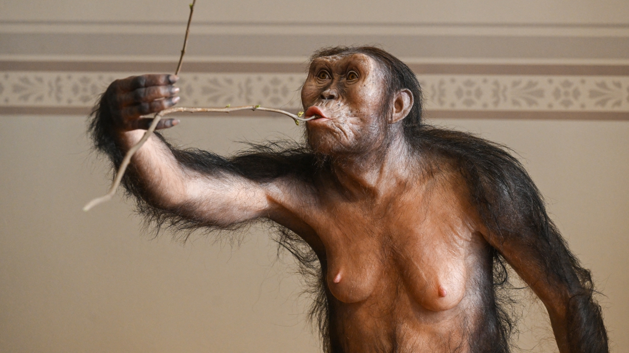 l’australopithèque Lucy exposée à Prague, une première en Europe
