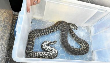 Appelés pour un incendie dans une maison, les pompiers tombent nez à nez avec… des serpents venimeux en Ille-et-Vilaine