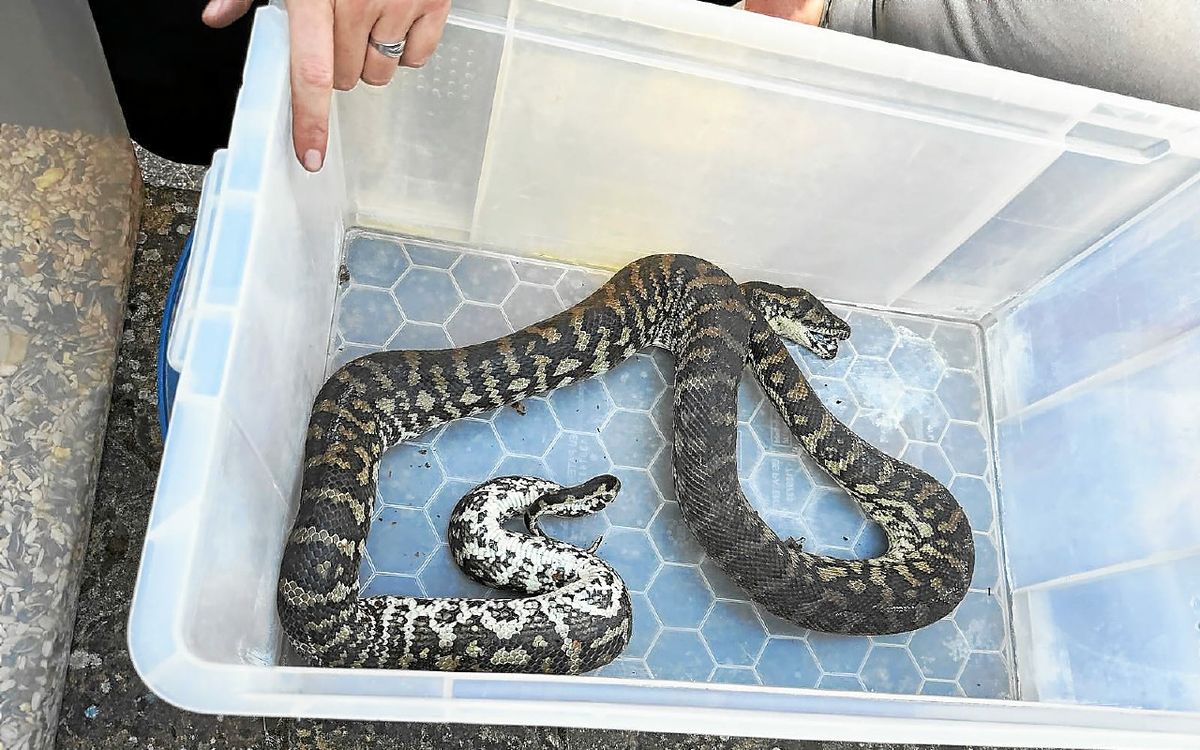 Appelés pour un incendie dans une maison, les pompiers tombent nez à nez avec… des serpents venimeux en Ille-et-Vilaine