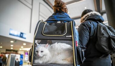 « Cette personne a été absolument odieuse » : dans l’affaire du chat qui miaule trop, deux passagers du TGV chargent la propriétaire
