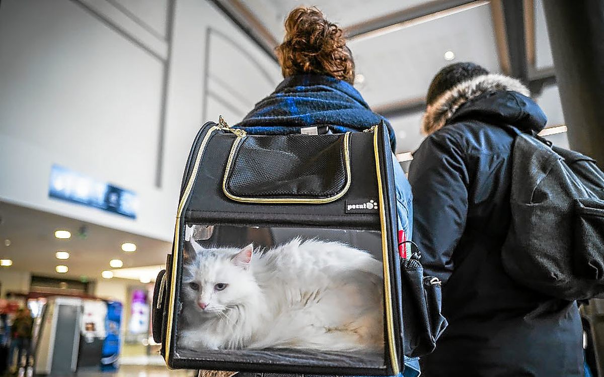 « Cette personne a été absolument odieuse » : dans l’affaire du chat qui miaule trop, deux passagers du TGV chargent la propriétaire