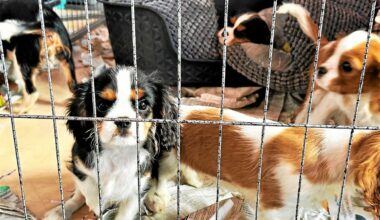 « On n’essaye même plus de discuter » : une association vent debout face à l’organisation d’un salon du chiot près de Rennes