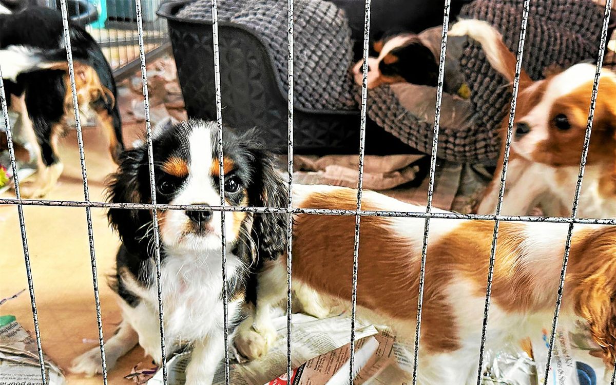 « On n’essaye même plus de discuter » : une association vent debout face à l’organisation d’un salon du chiot près de Rennes