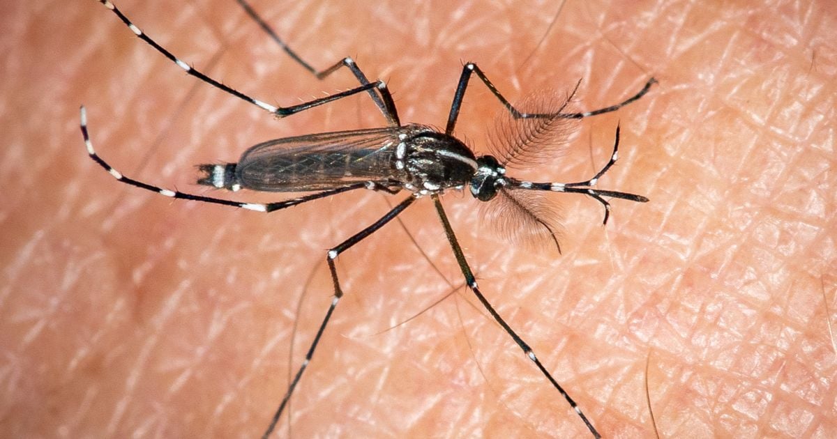 Les moustiques s'en prennent UNIQUEMENT à vous, une experte explique enfin pourquoi : "Une peau à moustiques, ça..."