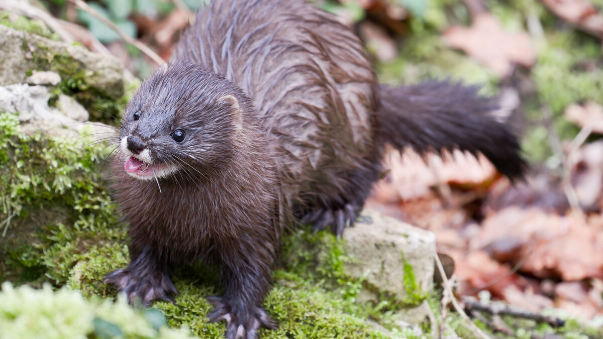 Première en France : des visons d’Europe réintroduits dans la nature dans la vallée de la Charente