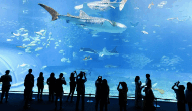 Un été à l'Aquarium de Lyon !