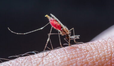 Ce médicament rend le sang toxique pour les moustiques, ils sont tués en quelques heures