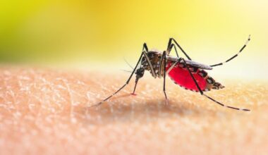 Qu’est-ce que le virus « West Nile » responsable de 13 morts en Italie et dont un cas a été identifié en France ?