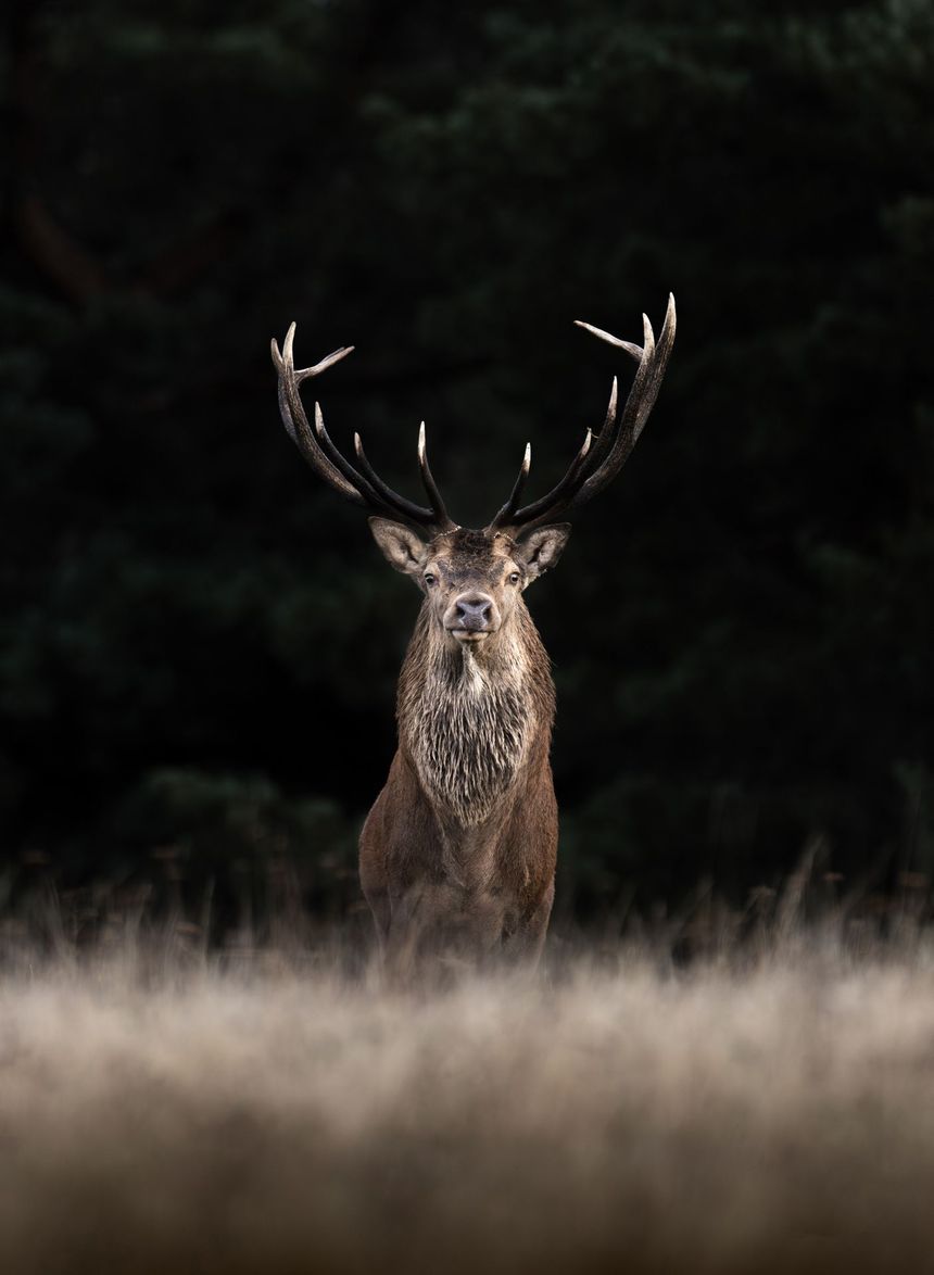 Cerf - Cliché pris en camouflage (Lozère)