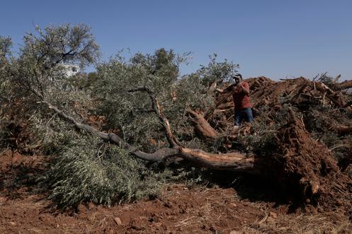Kazem Al-Hajj Mouhammad, un agriculteur palestinien, auprès de ses oliviers déracinés après un raid militaire israélien dans le village d’Al-Moughayyir, en Cisjordanie, le 24 août 2025.