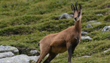 un chamois a élu domicile au parc de la Tête d’Or