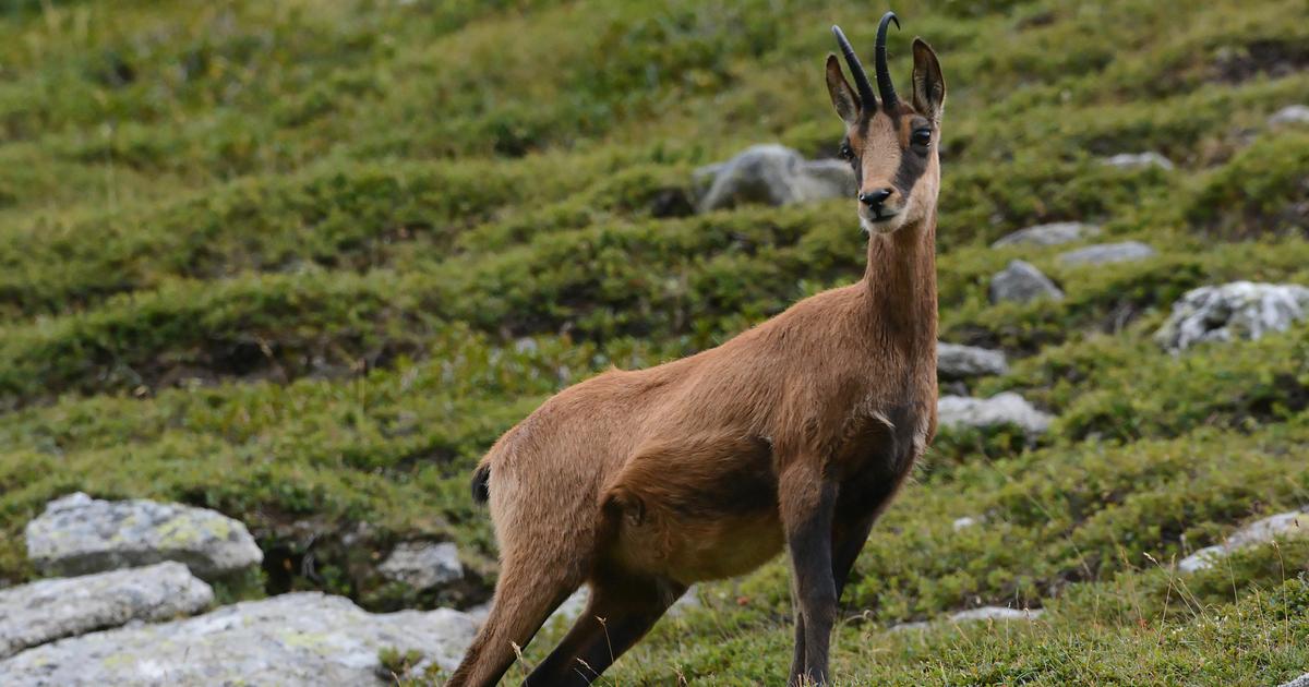 un chamois a élu domicile au parc de la Tête d’Or