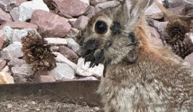 Lapin avec des protubérances sur le visage