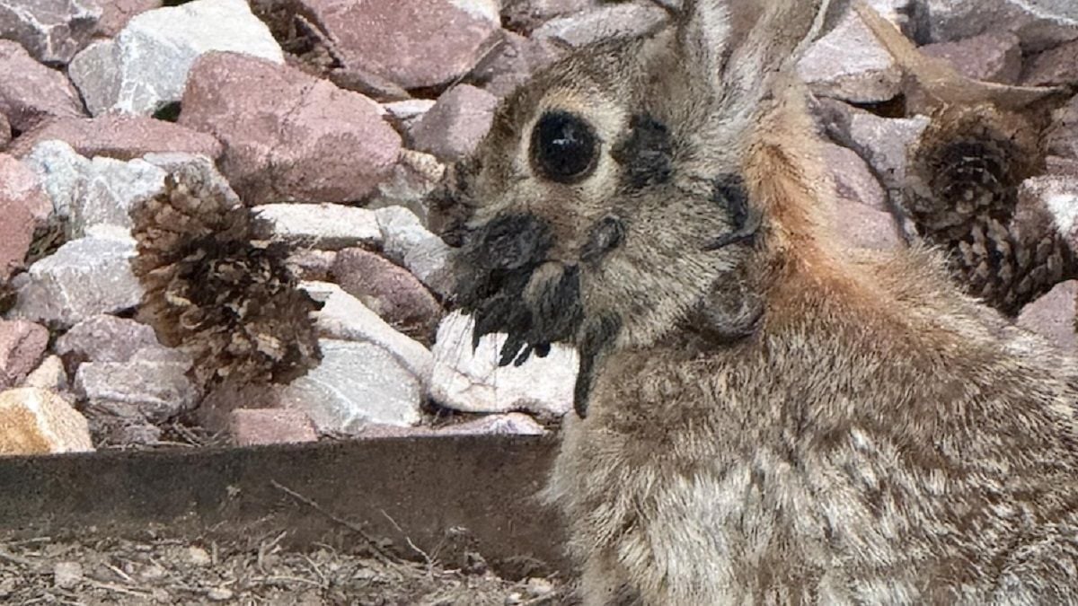 Lapin avec des protubérances sur le visage