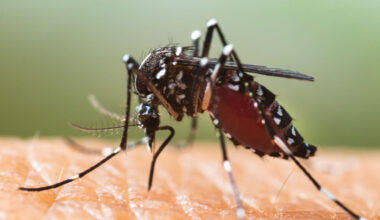 « Ne le prenez surtout pas à la légère ! » : dengue, chikungunya… Ils sont tombés malades à cause des moustiques
