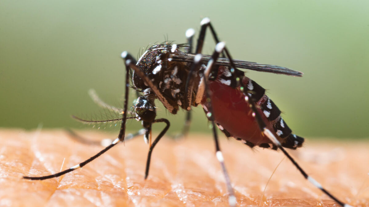 « Ne le prenez surtout pas à la légère ! » : dengue, chikungunya… Ils sont tombés malades à cause des moustiques