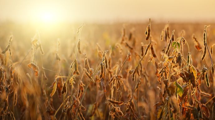 Quelles perspectives pour le marché européen des oléoprotéagineux d’ici à 2035 ?