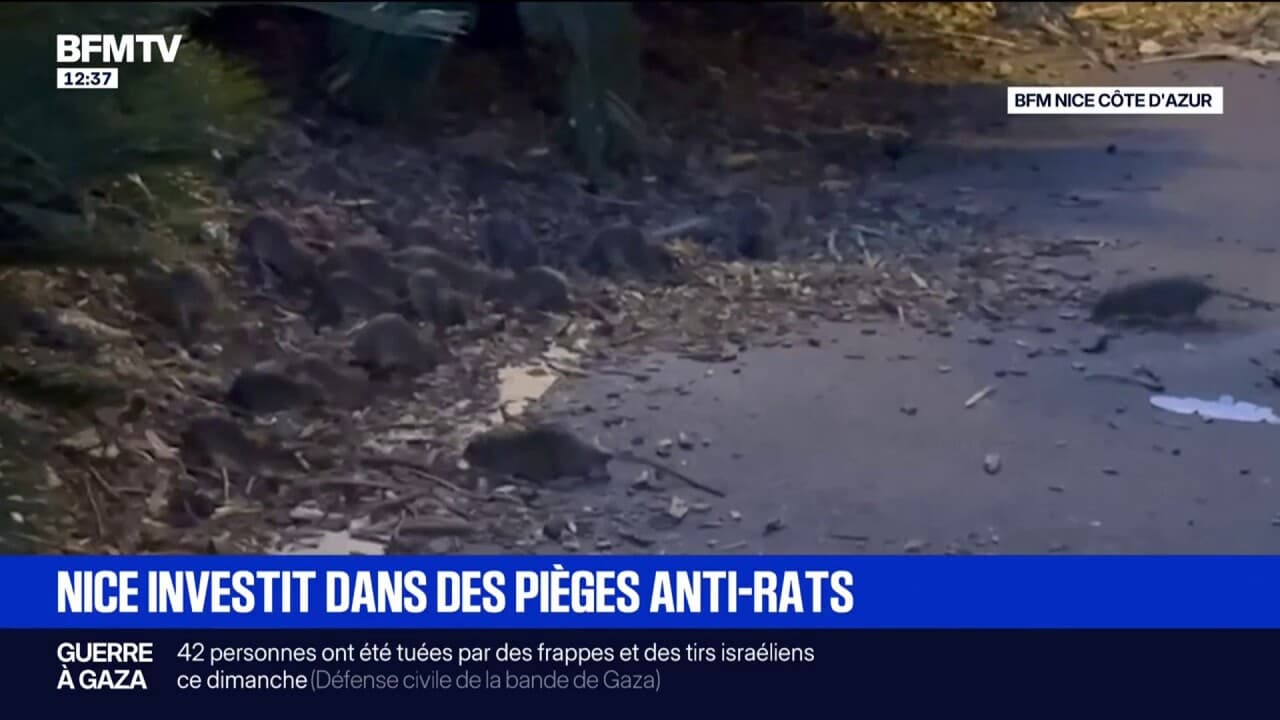 la ville de Nice investit dans des pièges anti-rats