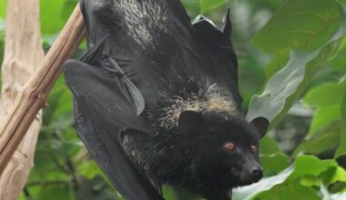 Une chauve-souris se coince dans la bouche d’une touriste et lui coûte 21 000 dollars de frais médicaux