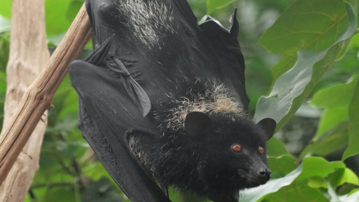 Une chauve-souris se coince dans la bouche d’une touriste et lui coûte 21 000 dollars de frais médicaux