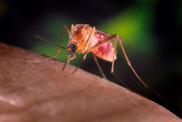 Un moustique pique la peau humaine, montrant son abdomen rempli de sang.