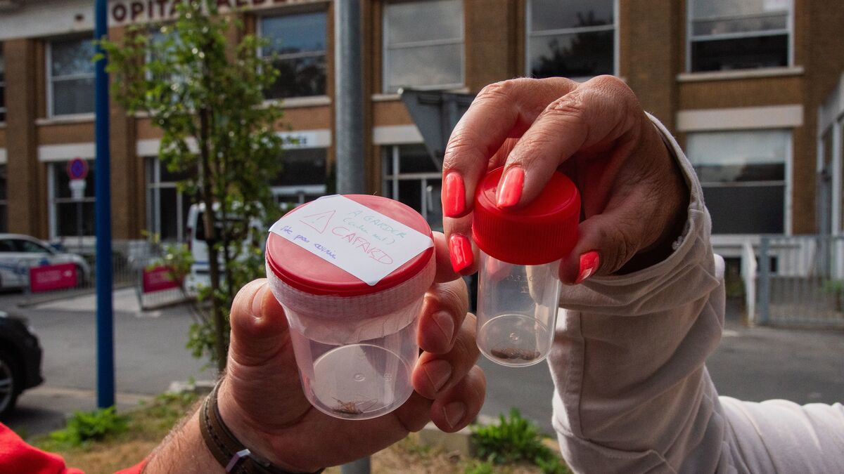 « On se dit que ça va proliférer partout » : au CHU de Lille, les cafards sèment la discorde